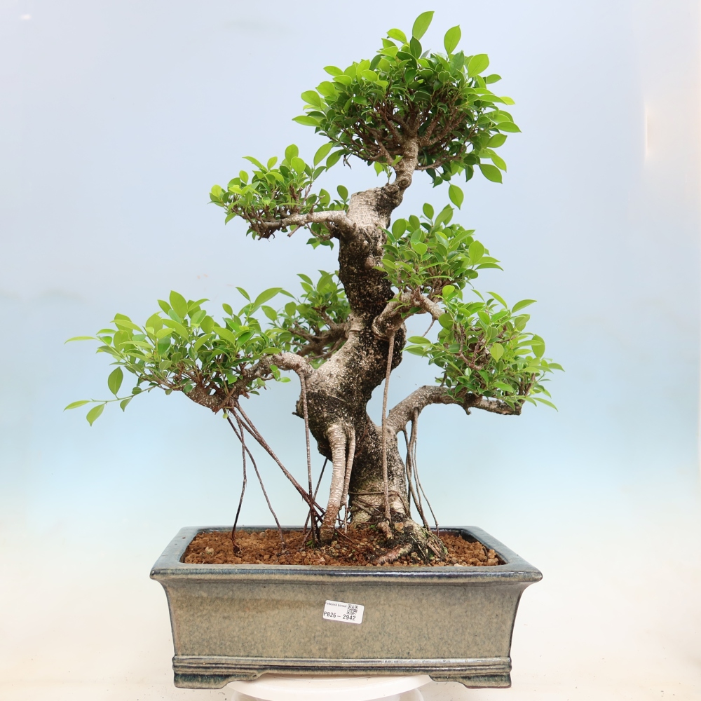 Salle bonsaï - Ficus kimmen - ficus à petites feuilles