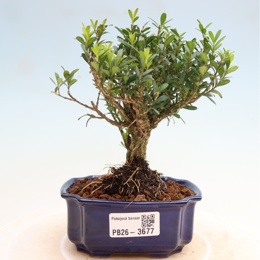 Bonsaï de chambre - Buxus harlandii - buxus liège