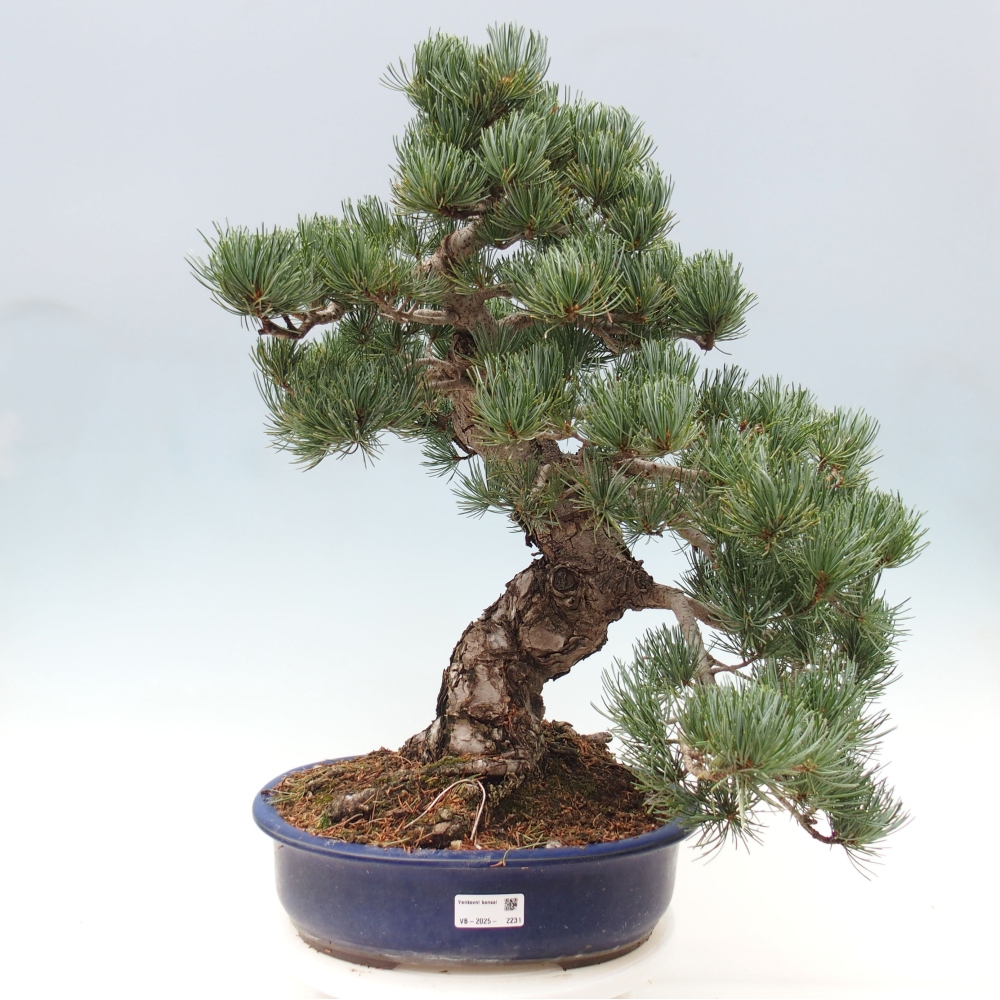 Bonsaï d'extérieur - Pinus parviflora - Pinus parviflora