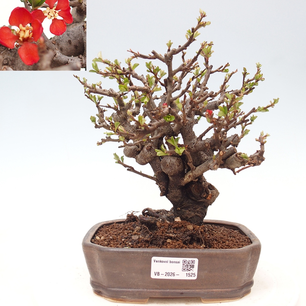 Bonsaï d'extérieur - Chaneomeles speciosa - Coing