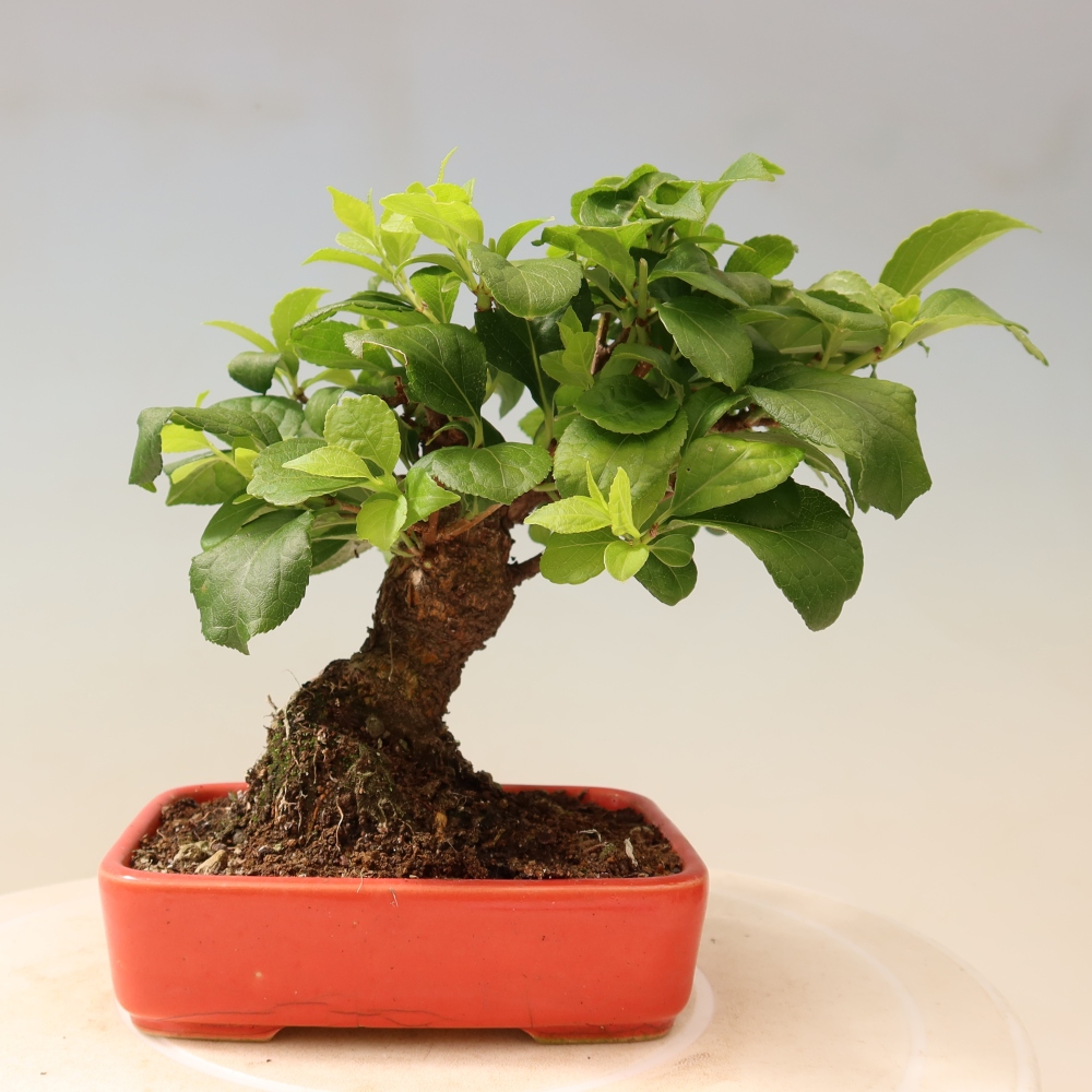 Bonsaï d'extérieur - Celastrus orbiculatus