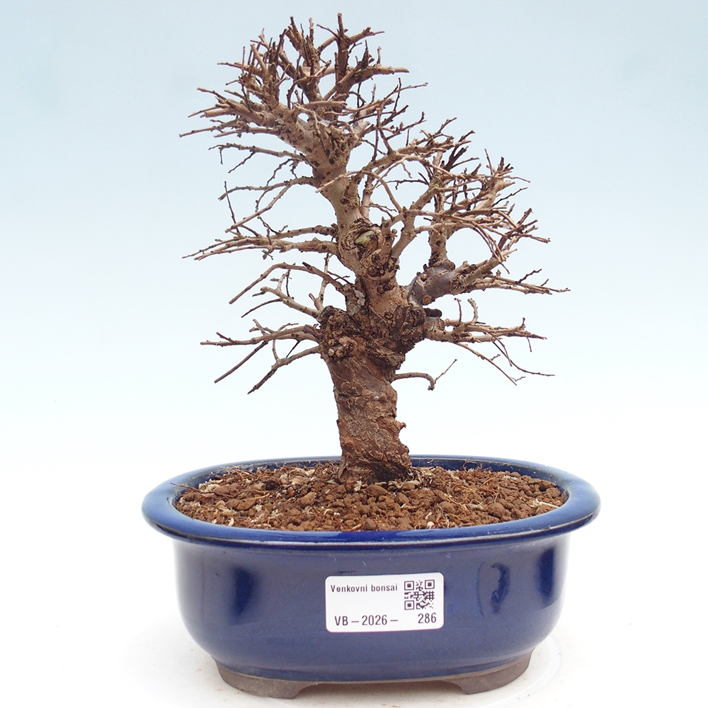 Bonsaï d'extérieur - Zelkova - Zelkova NIRE