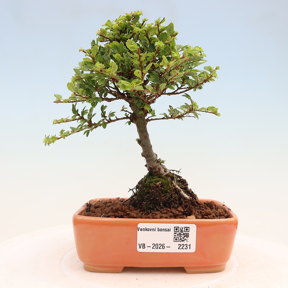 Bonsaï d'extérieur - Ulmus parvifolia Sagei - Orme à petites feuilles