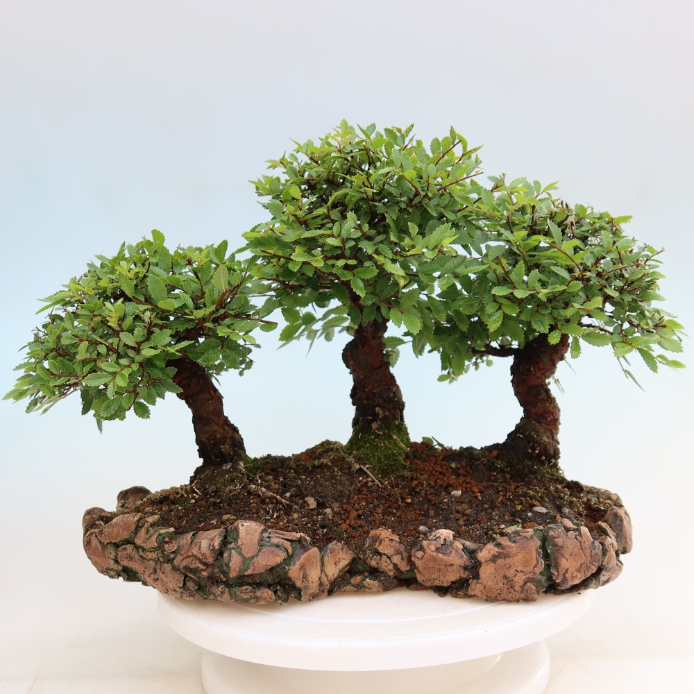 Bonsaï d'extérieur - Zelkova - Zelkova NIRE - petit bosquet