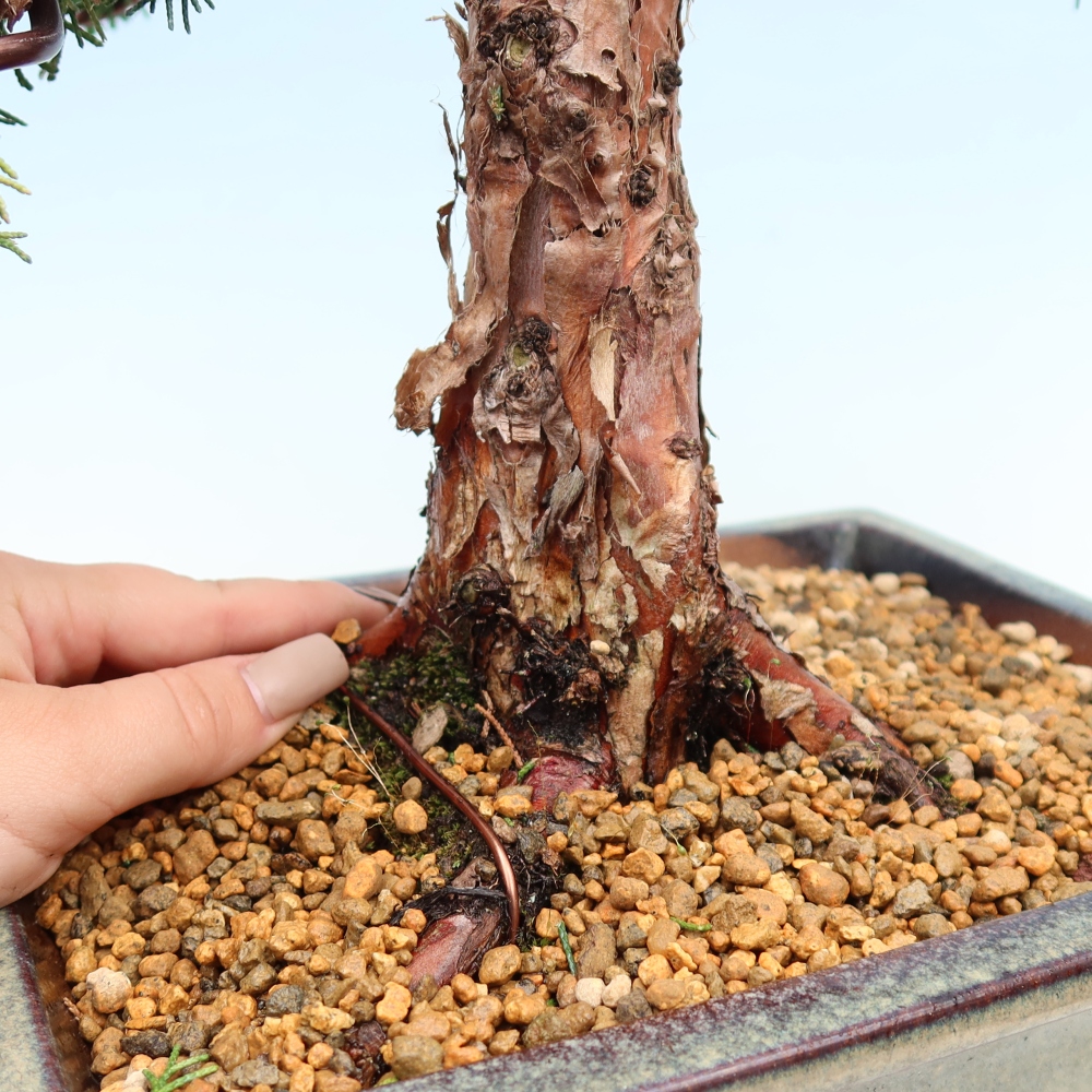 Bonsaï d'extérieur - Juniperus chinensis Kishu