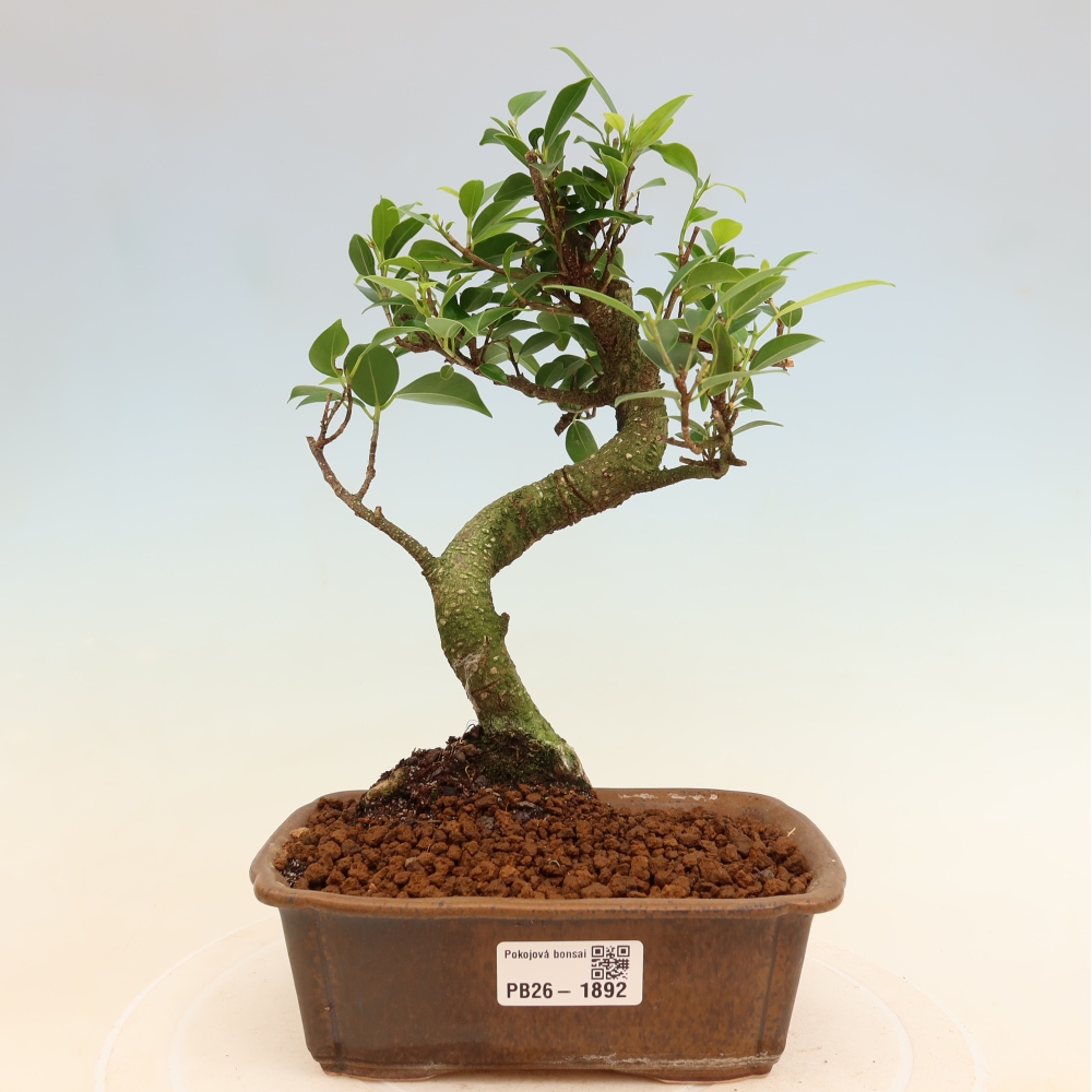 Salle bonsaï - Ficus retusa - ficus à petites feuilles