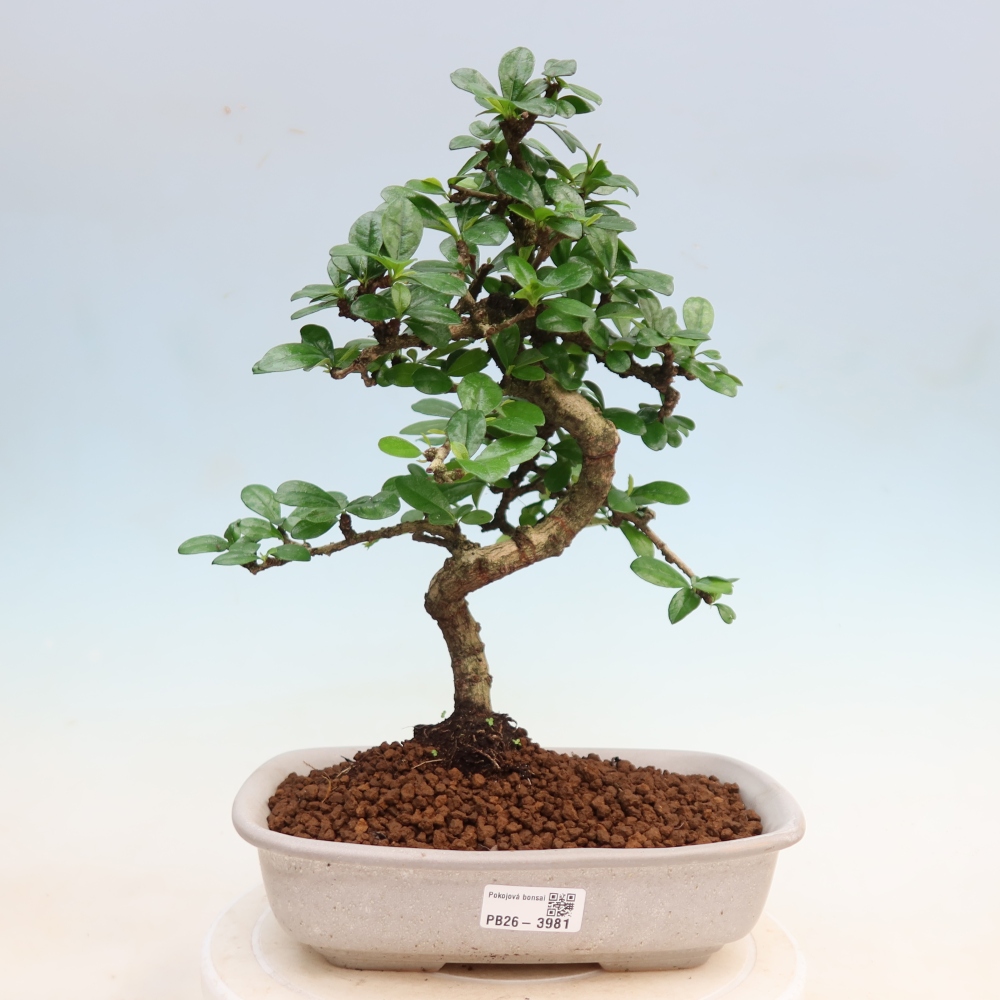 Bonsaï de chambre - Carmona macrophylla - Tea fuki