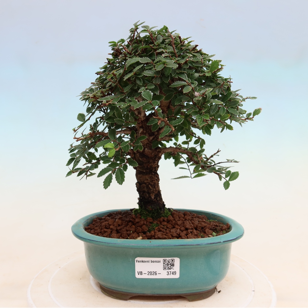 Bonsaï d'extérieur - Zelkova - Zelkova NIRE
