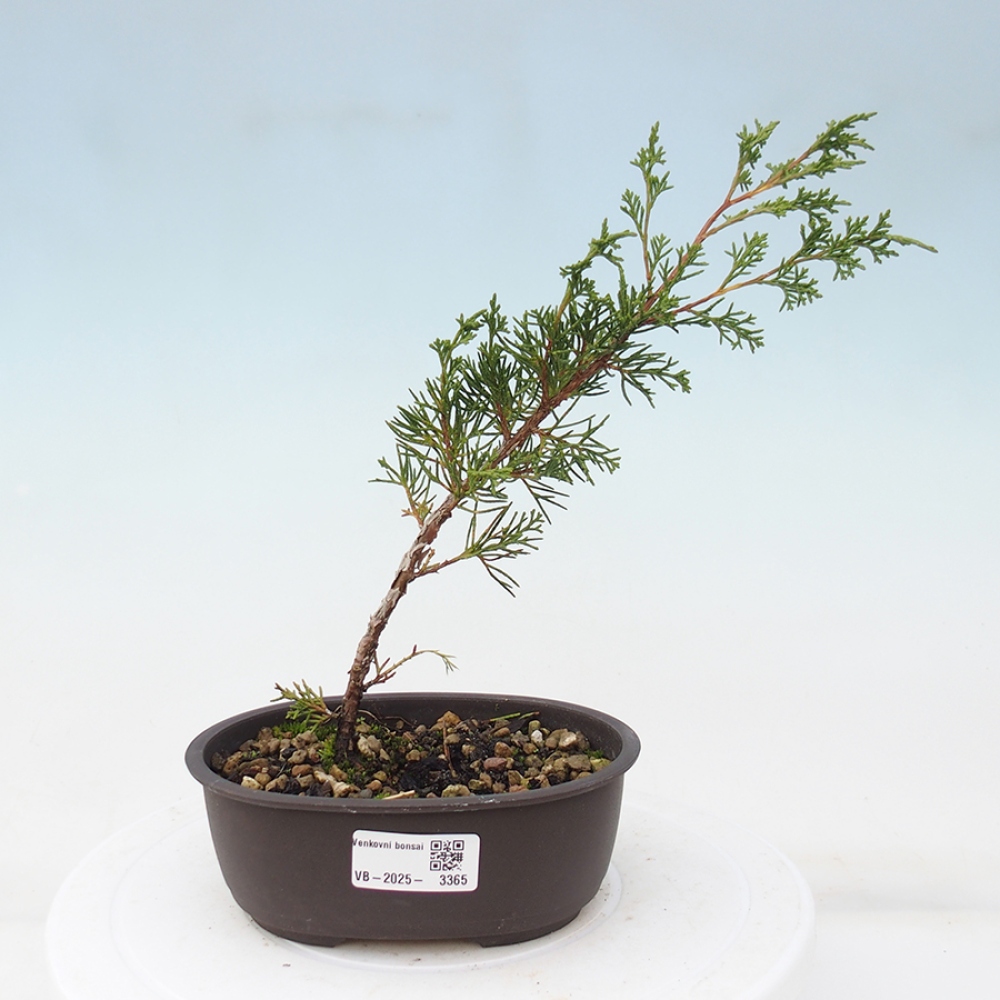 Bonsaï d'extérieur - Juniperus chinensis Itoigawa