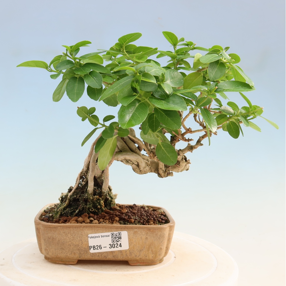 Bonsaï d'intérieur - Premna serratifolia - Kozlovna malolista