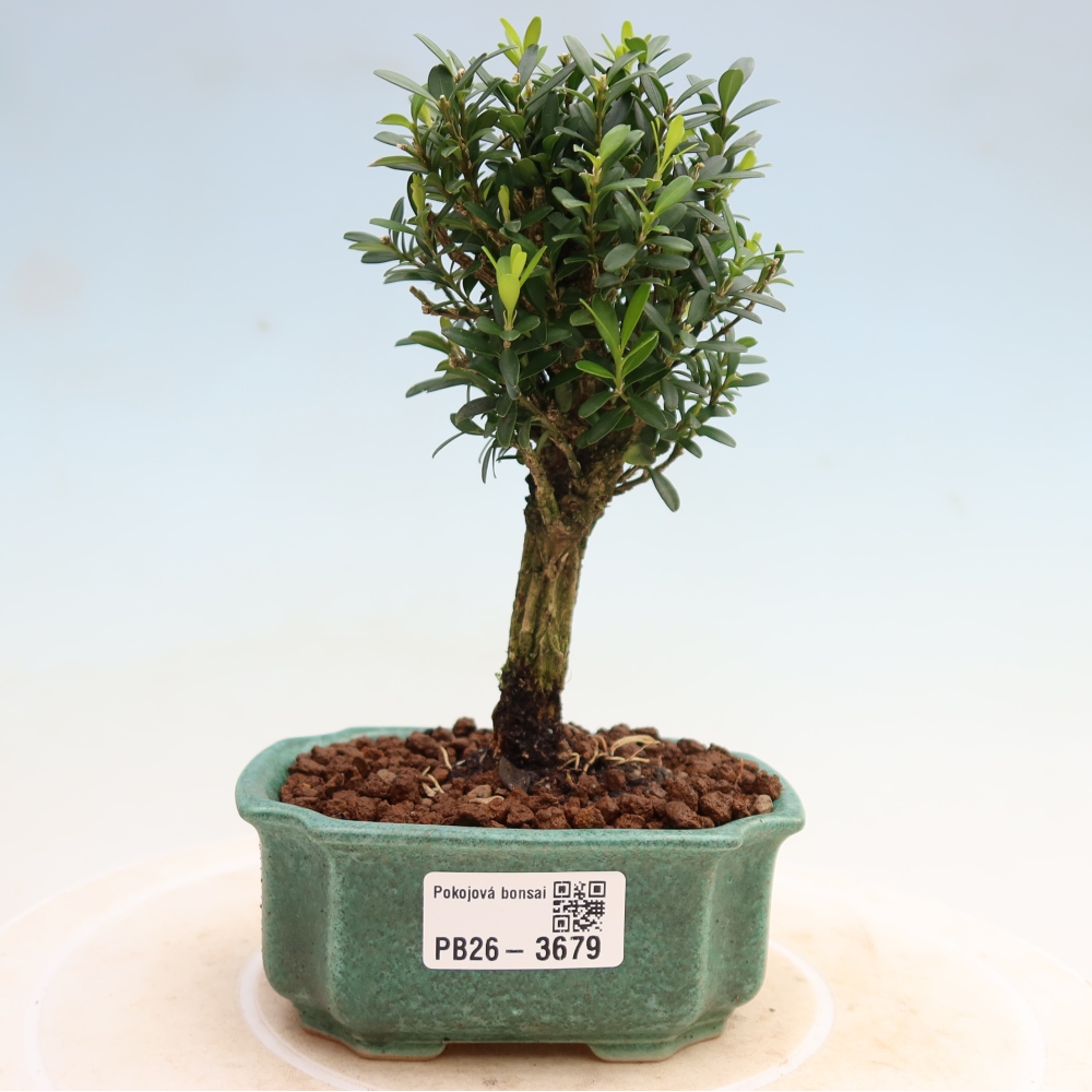 Bonsaï de chambre - Buxus harlandii - buxus liège