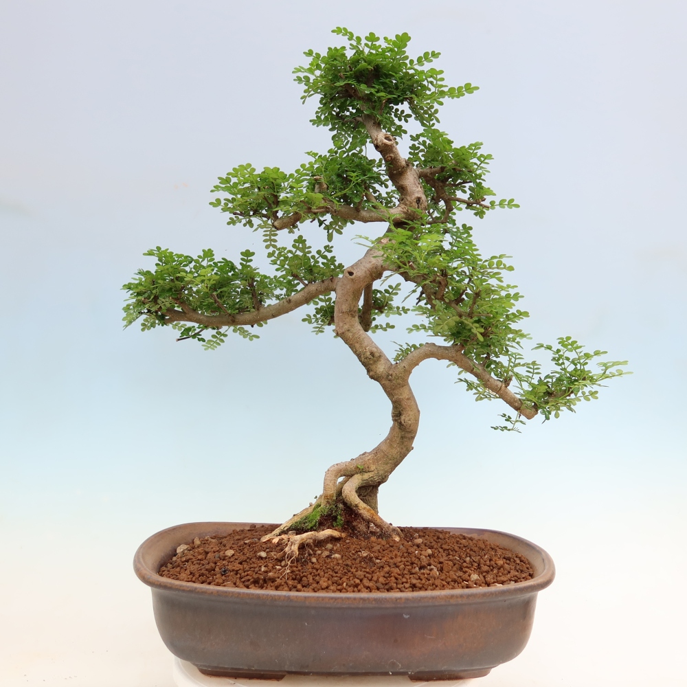Salle bonsaï - Zantoxylum piperitum - arbre à poivre