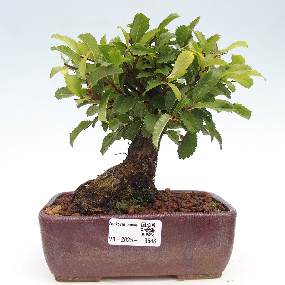 Bonsaï d'extérieur - Zelkova - Zelkova NIRE