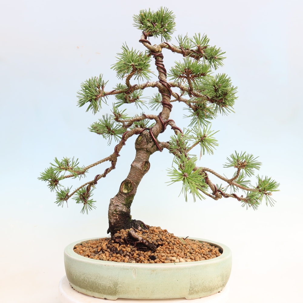 Bonsaï d'extérieur - Pinus mugo Humpy  - Pin nain