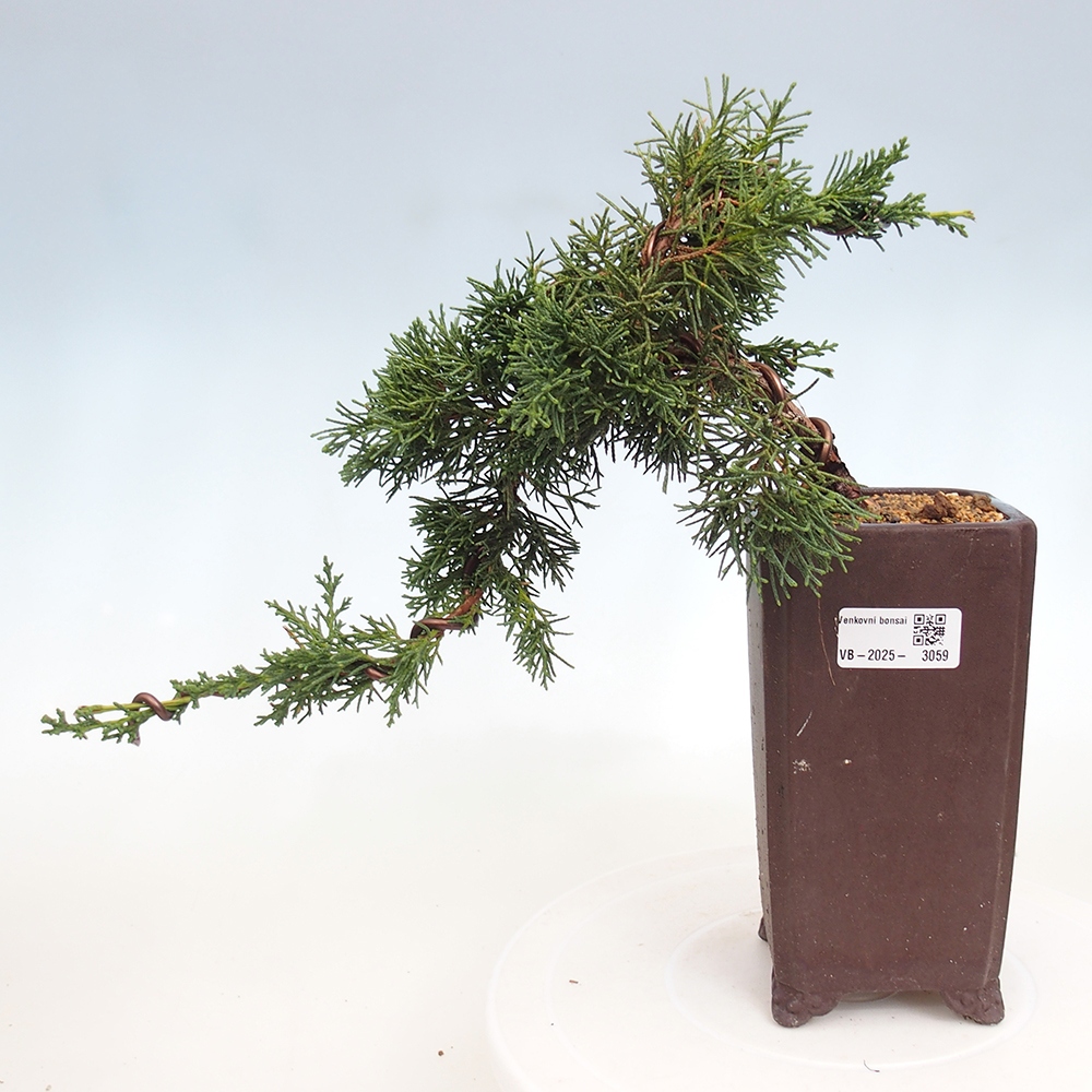 Bonsaï d'extérieur - Juniperus chinensis Kishu