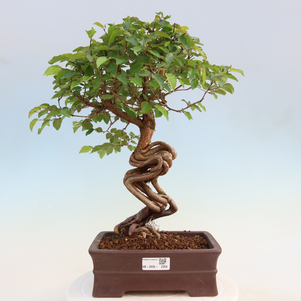Bonsaï d'extérieur -Carpinus Coreana - Charme de Corée