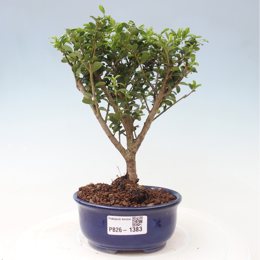 Bonsaï de chambre - Ilex crenata - Houx