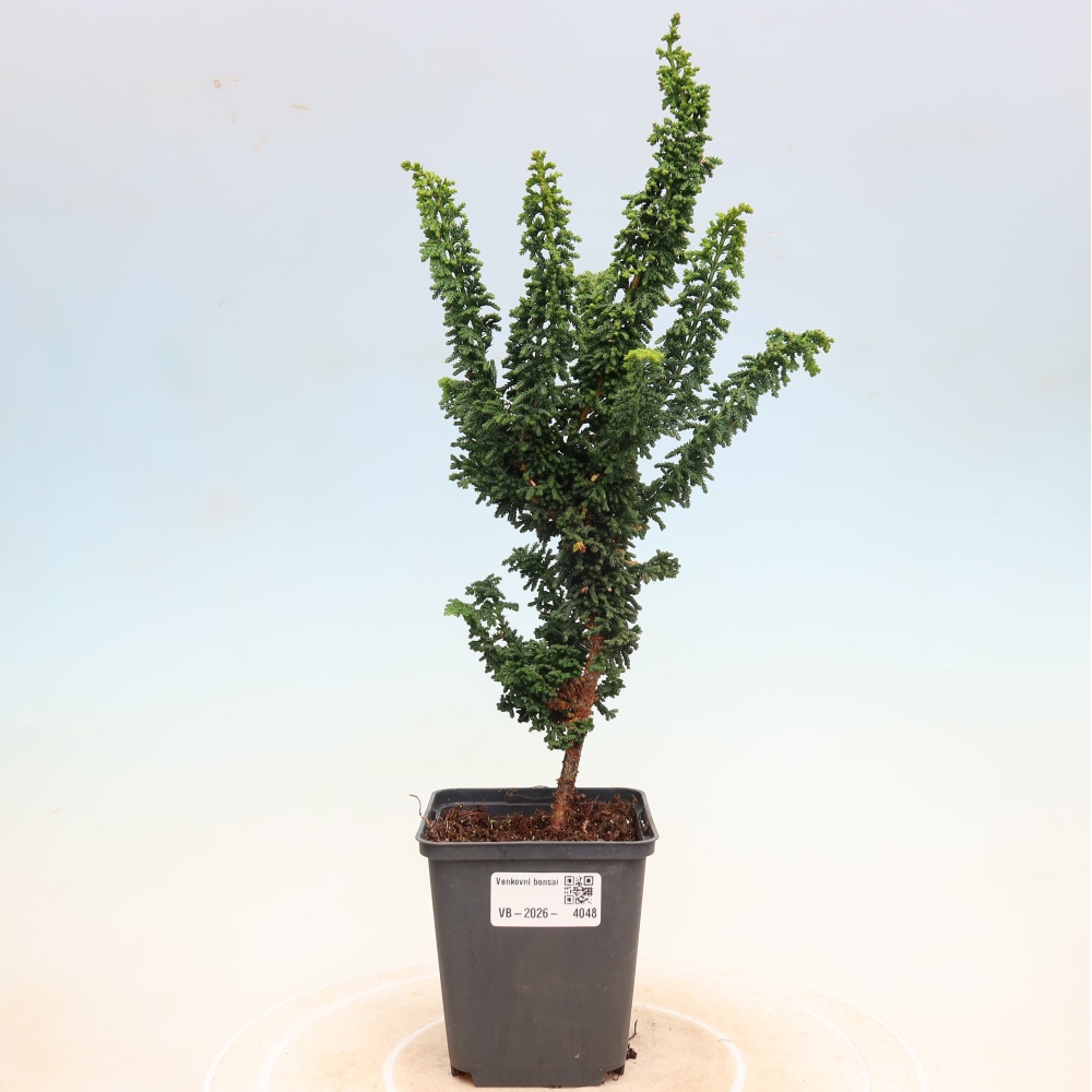 Bonsaï d'extérieur - Cham. obtusa SEKKA HINOKI - Cyprès