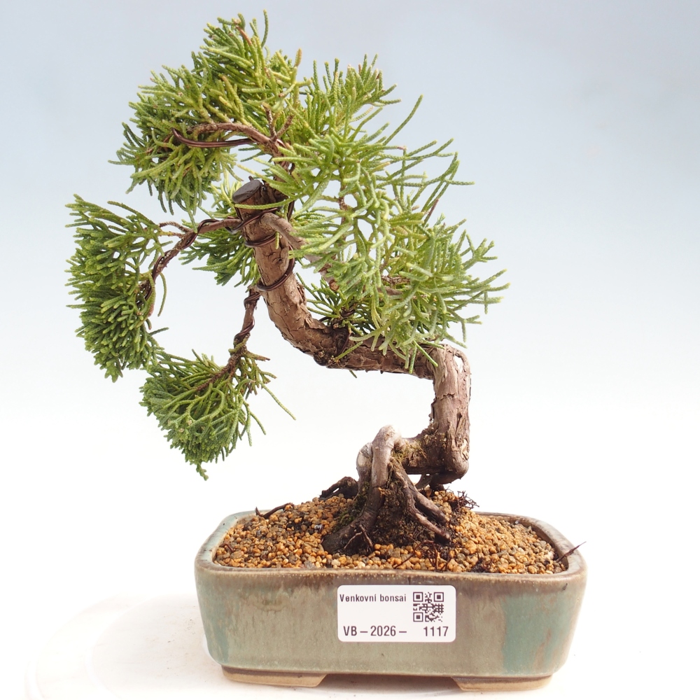 Bonsaï d'extérieur - Juniperus chinensis Kishu