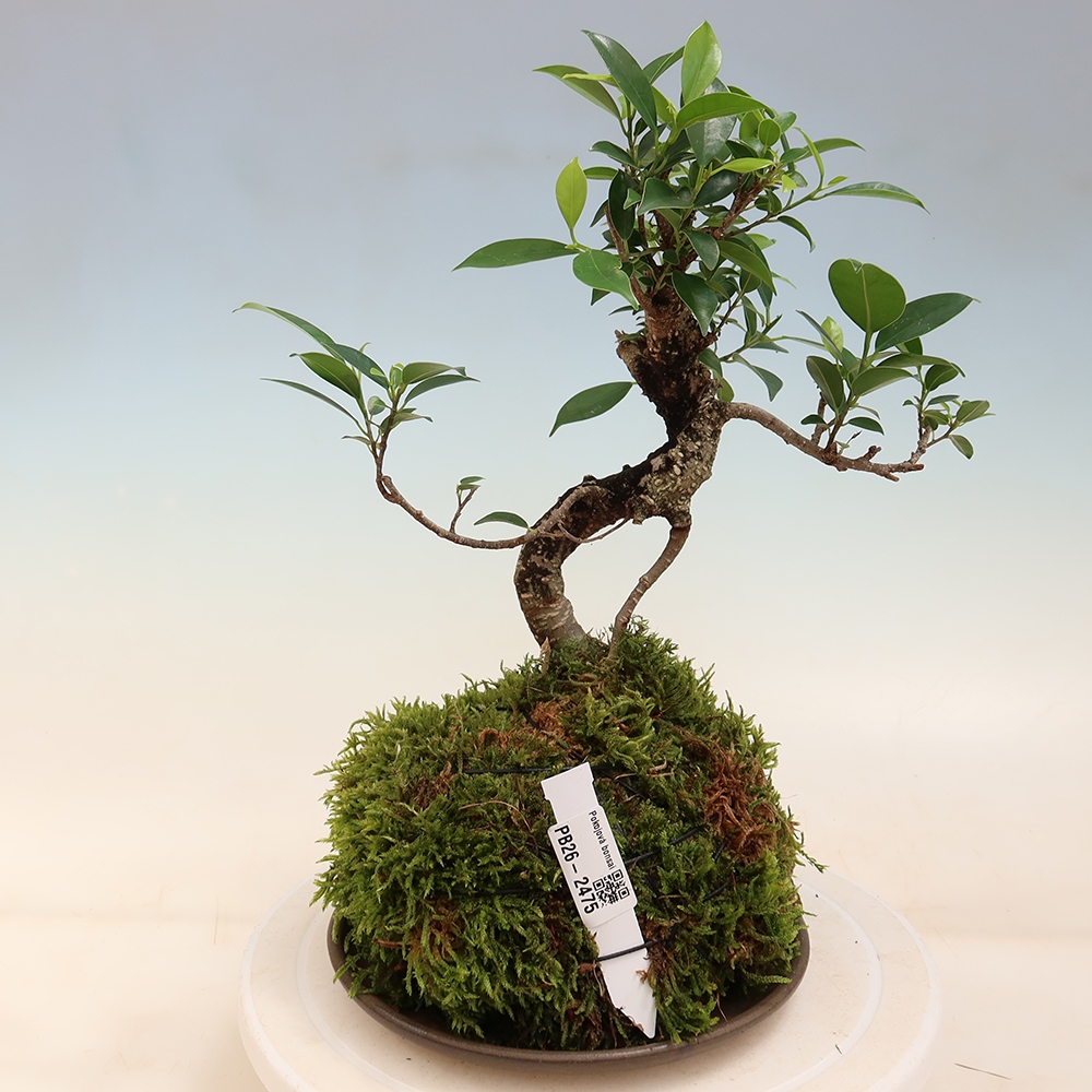 Kokedama avec soucoupe - ficus à petites feuilles - Ficus kimmen