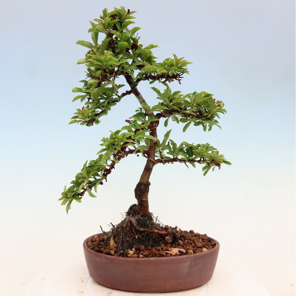 Bonsaï d'extérieur - Pyracantha teton - Pyracantha écarlate