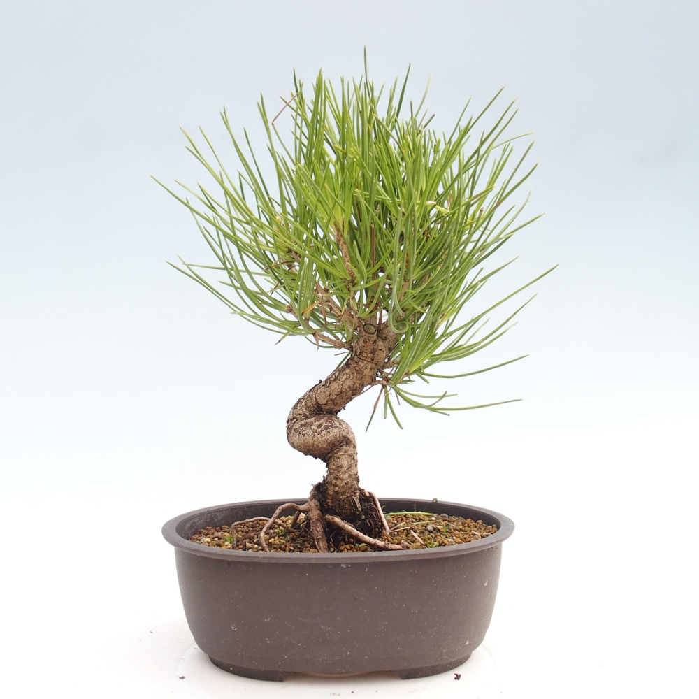 Bonsaï d'extérieur - Pinus thunbergii - Pin de Thunberg