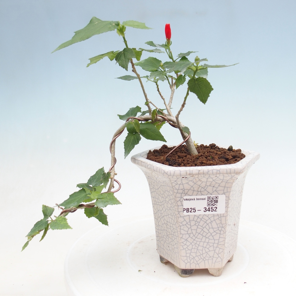 Bonsaï d'intérieur - Malvaviscus arboreus