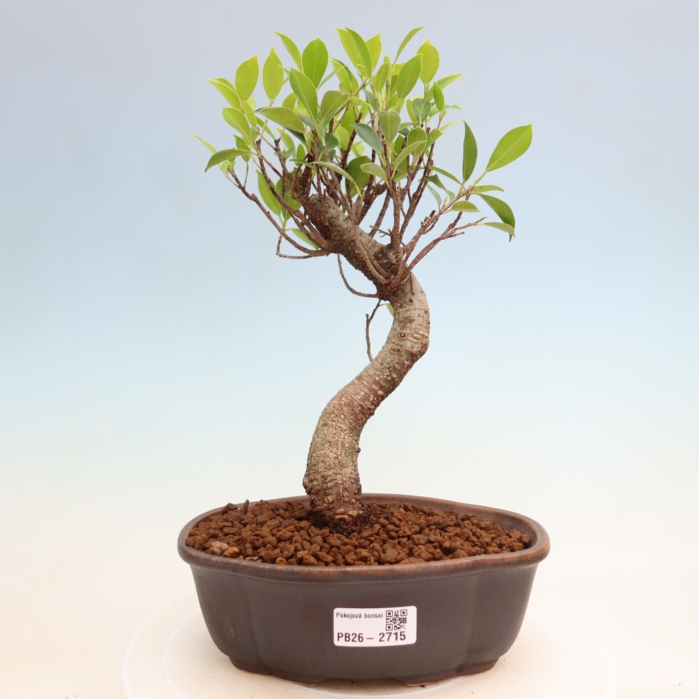 Salle bonsaï - Ficus kimmen - ficus à petites feuilles