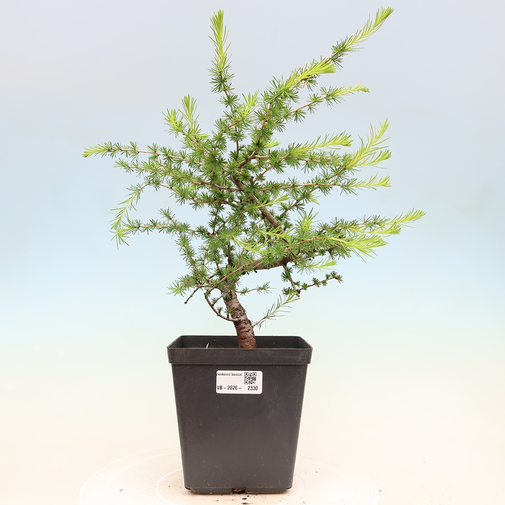 Bonsaï d'extérieur -Larix decidua - Mélèze