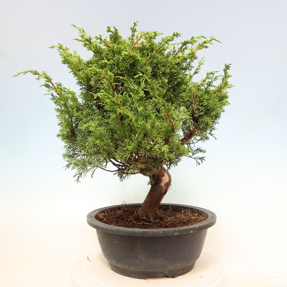 Bonsaï d'extérieur - Juniperus chinensis Itoigawa-Juniperus chinensis