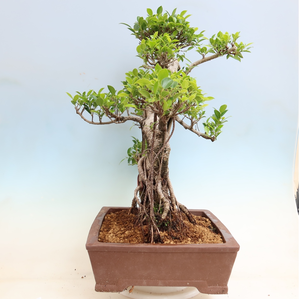 Salle bonsaï - Ficus kimmen - ficus à petites feuilles
