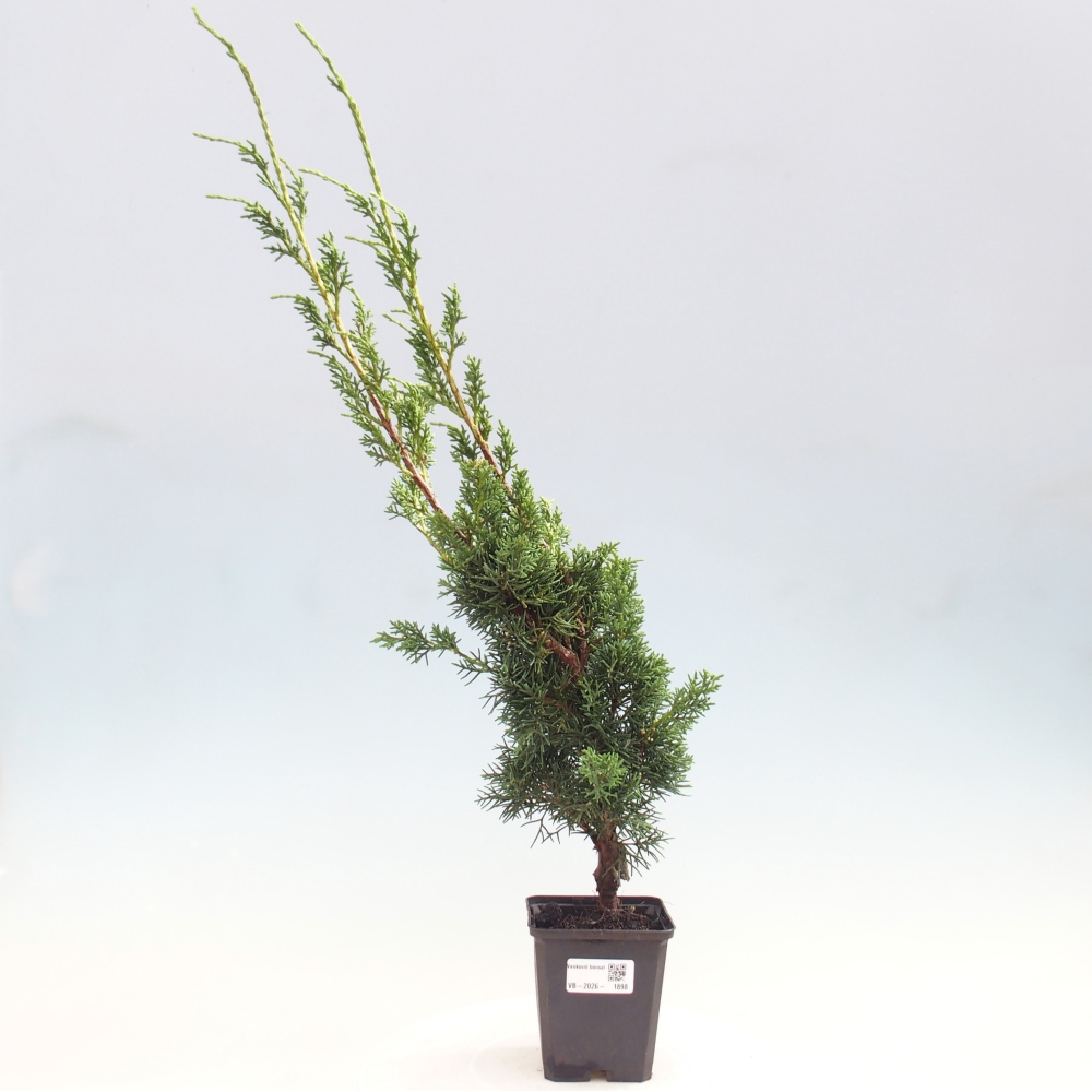 Bonsaï d'extérieur - Juniperus chinensis Kishu