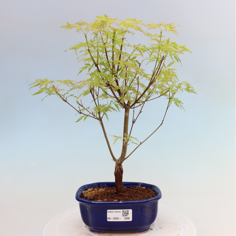 Bonsaï d'extérieur - Acer palmatum Dissectum