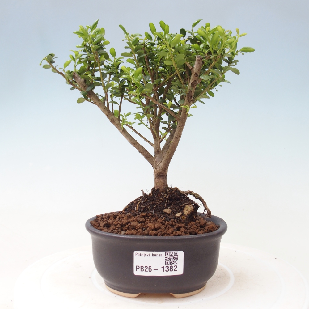 Bonsaï de chambre - Ilex crenata - Houx