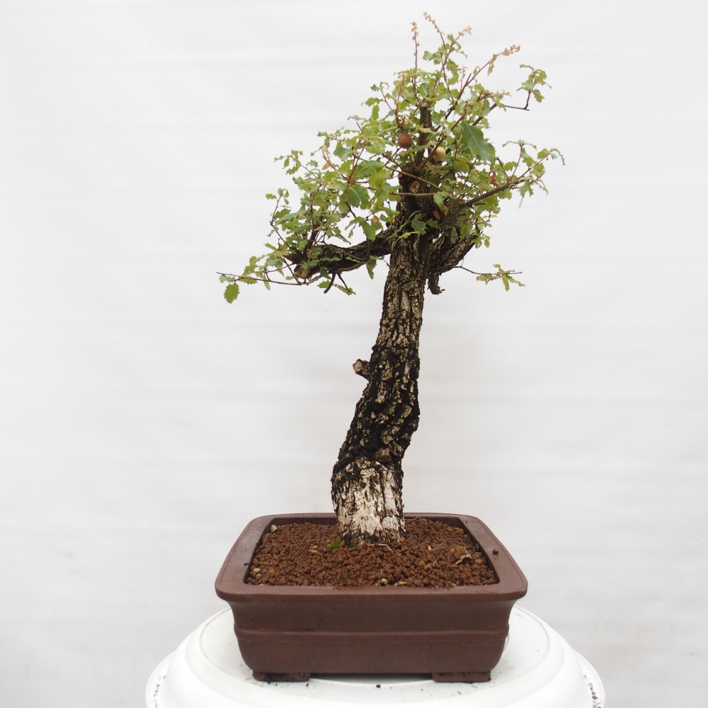 Yamadori - Quercus Ilex - Chêne vert