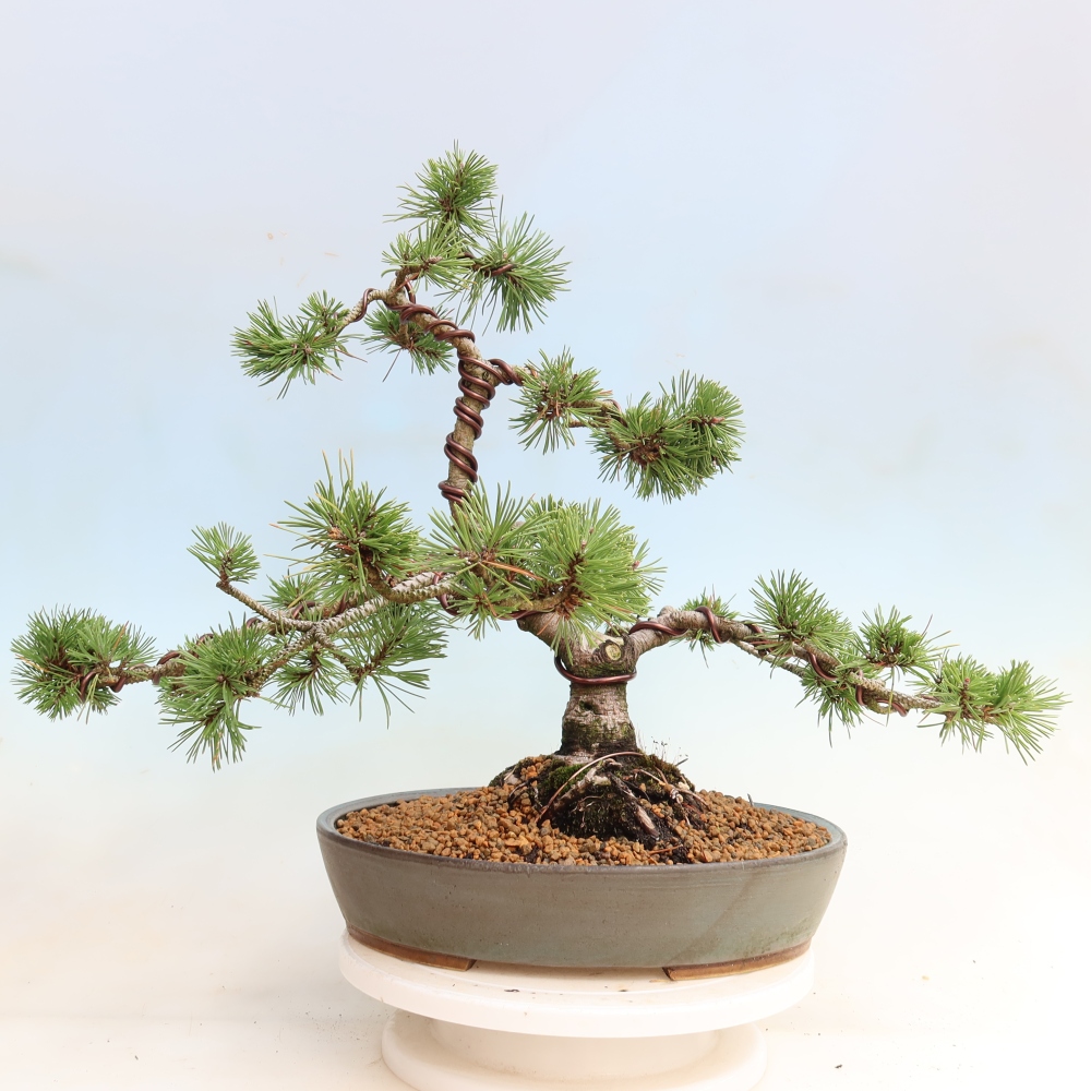 Bonsaï d'extérieur - Pinus mugo Humpy  - Pin nain