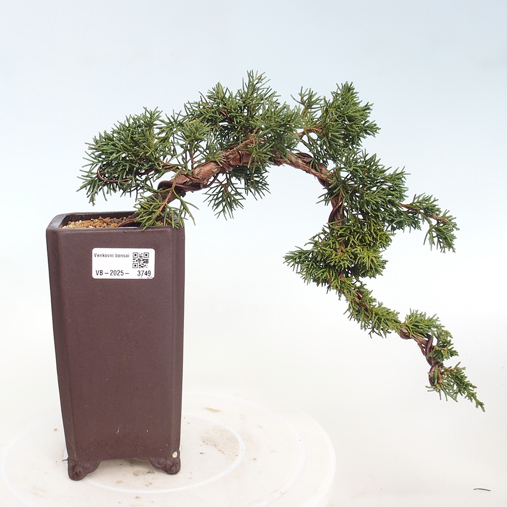 Bonsaï d'extérieur - Juniperus chinensis Kishu