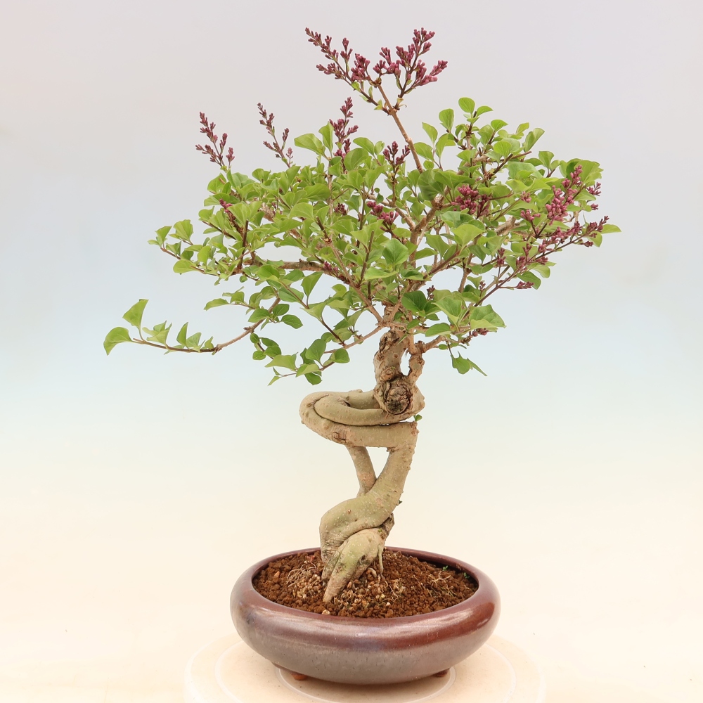 Bonsaï d'extérieur - Syringa microphylla - lilas à petites fleurs