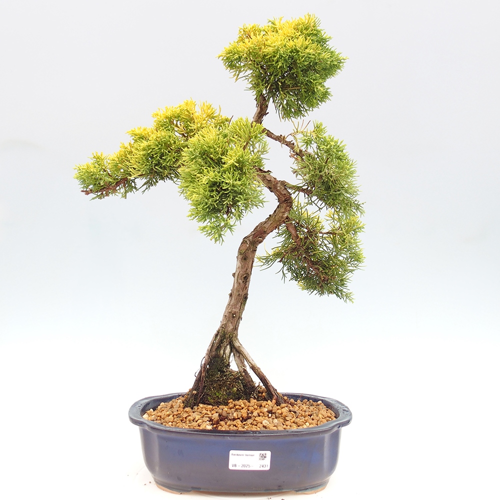 Bonsaï d'extérieur - Juniperus chinensis plumosa aurea