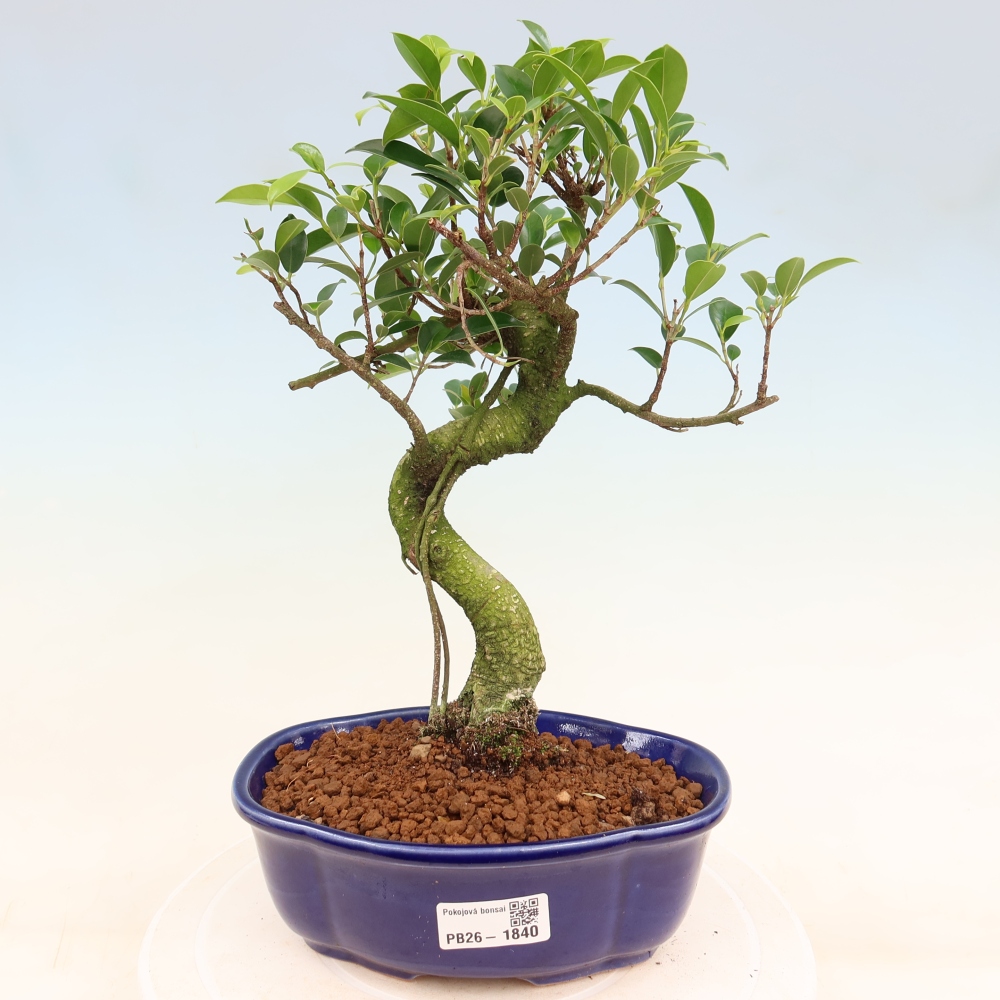 Salle bonsaï - Ficus retusa - ficus à petites feuilles