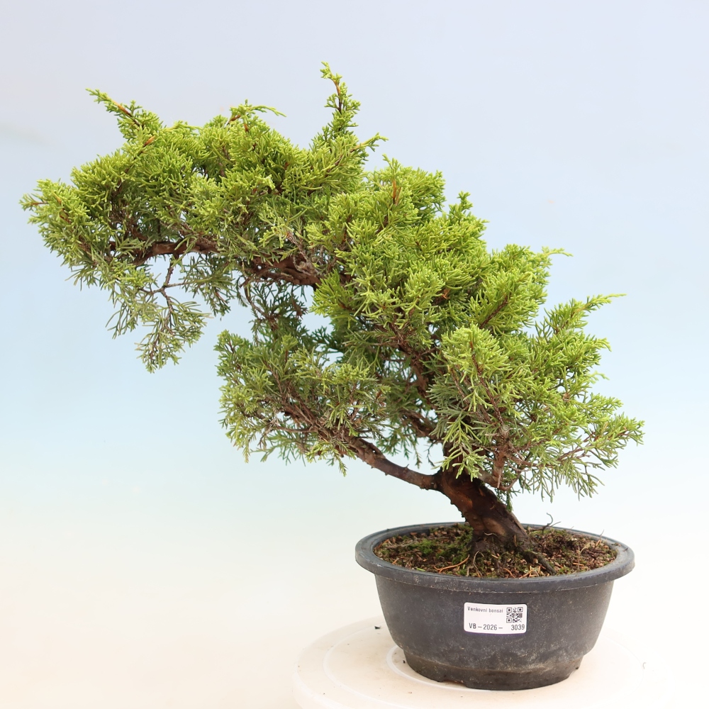 Bonsaï d'extérieur - Juniperus chinensis Itoigawa-Juniperus chinensis