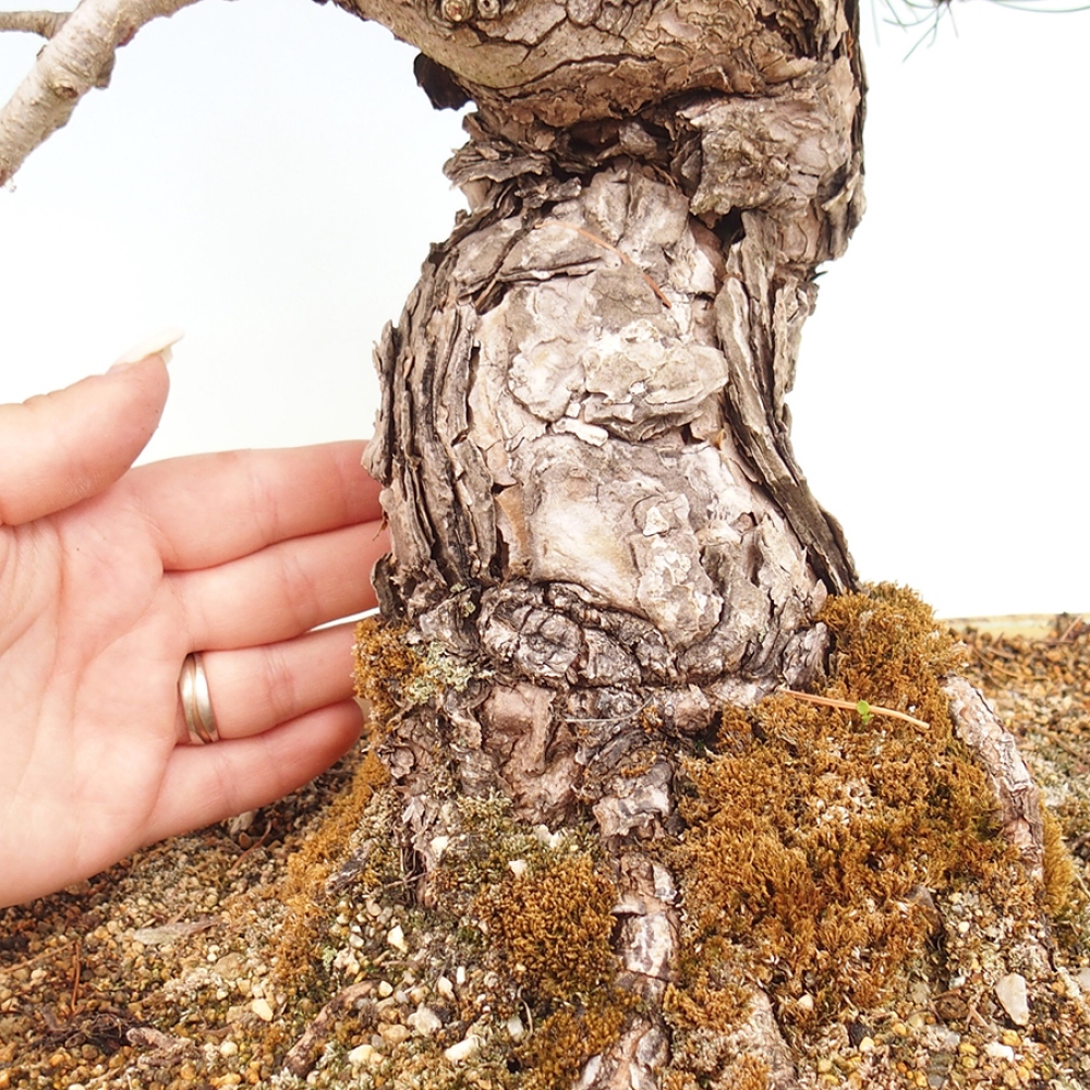 Bonsaï d'extérieur - Pinus parviflora - Pinus parviflora