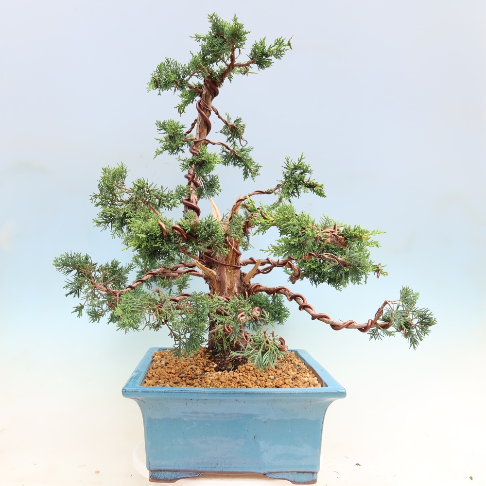 Bonsaï d'extérieur - Juniperus chinensis Kishu