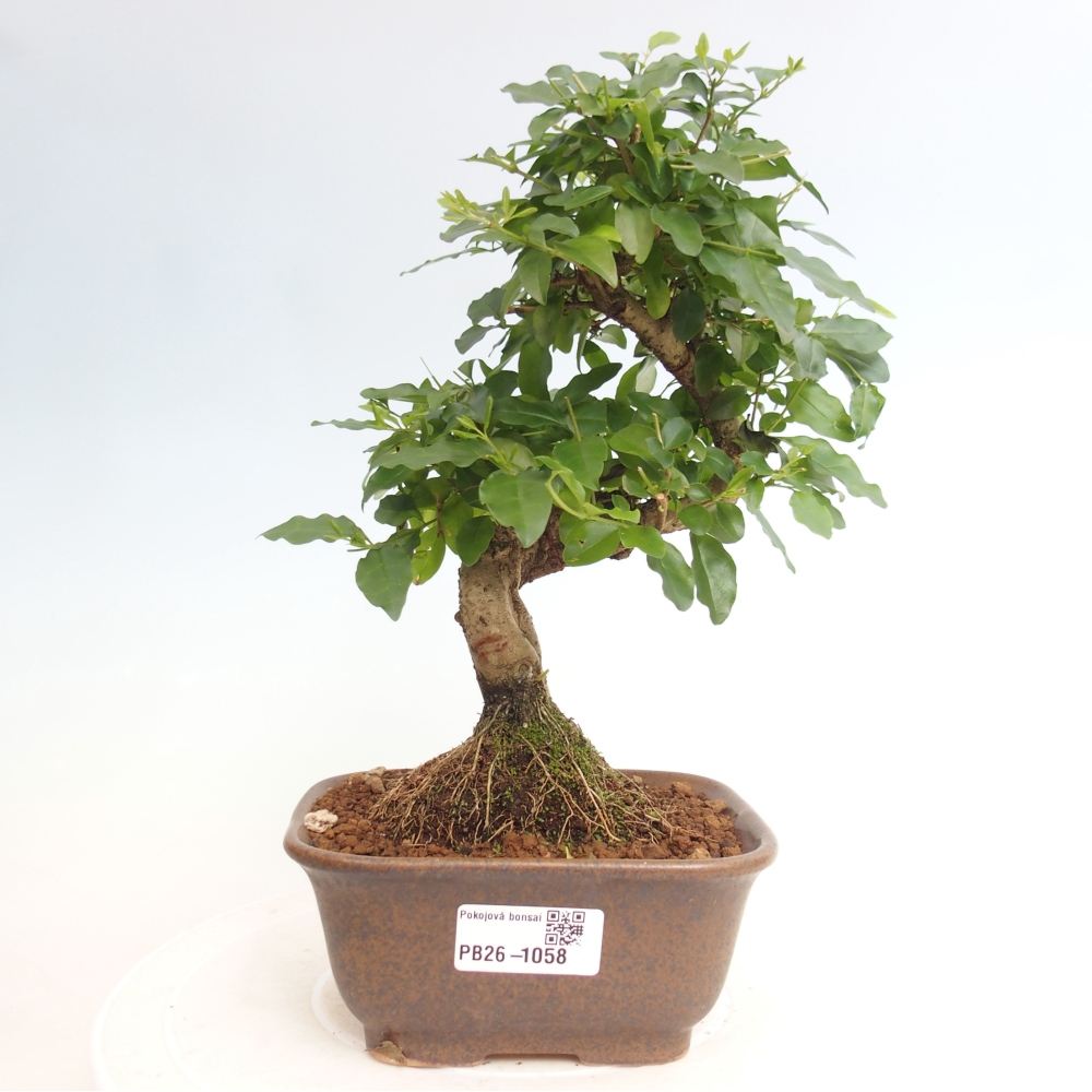 Bonsaï de chambre -Ligustrum chinensis - Bec d'oiseau