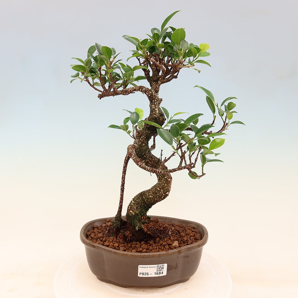 Salle bonsaï - Ficus retusa - ficus à petites feuilles