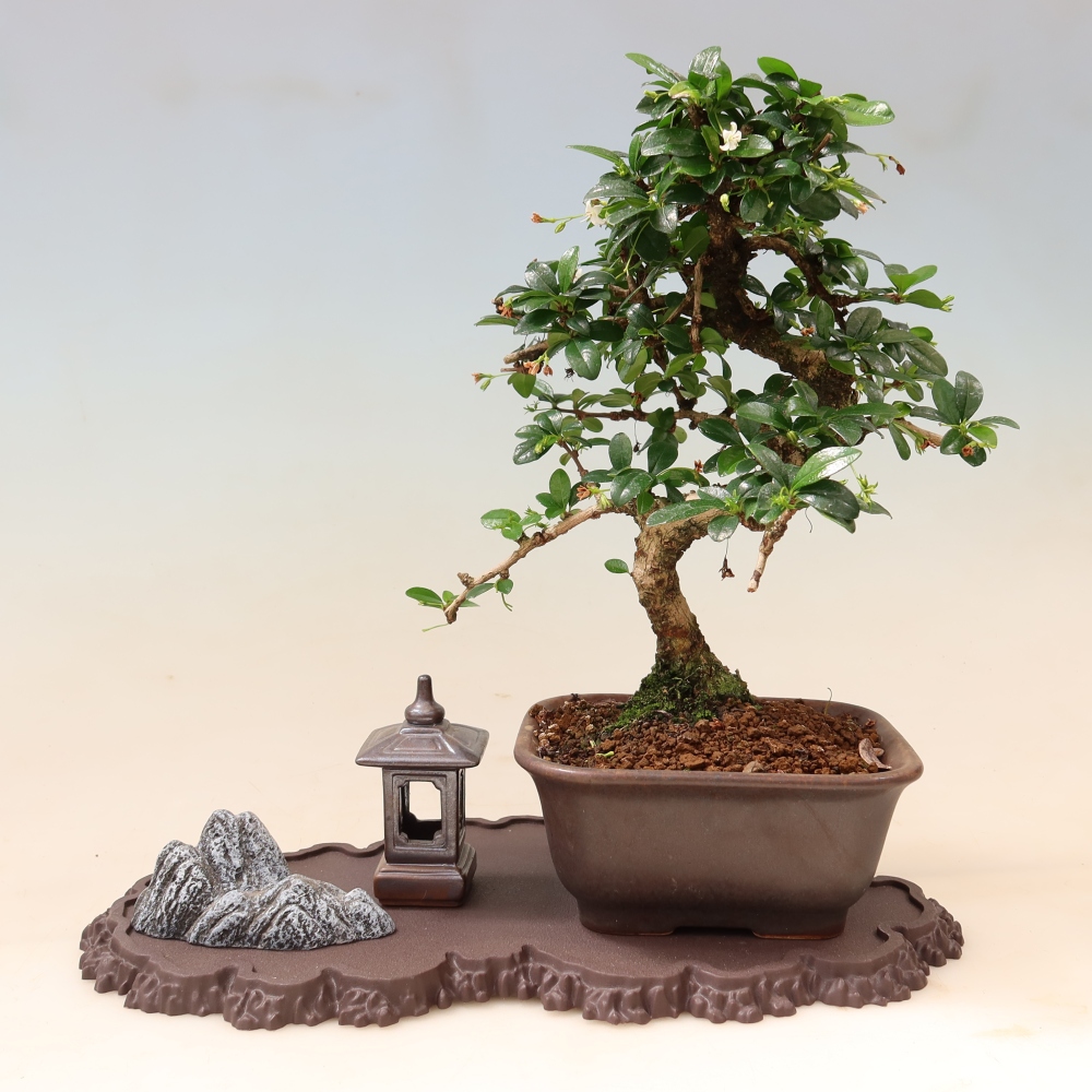 Socle en plastique pour bonsaï 33 x 19 x 1,5 cm, couleur marron