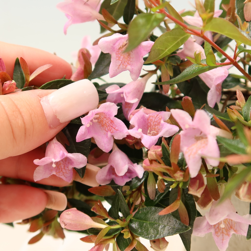 Bonsaï d'extérieur - Abelia Edward Goucher - Abélia à grandes fleurs