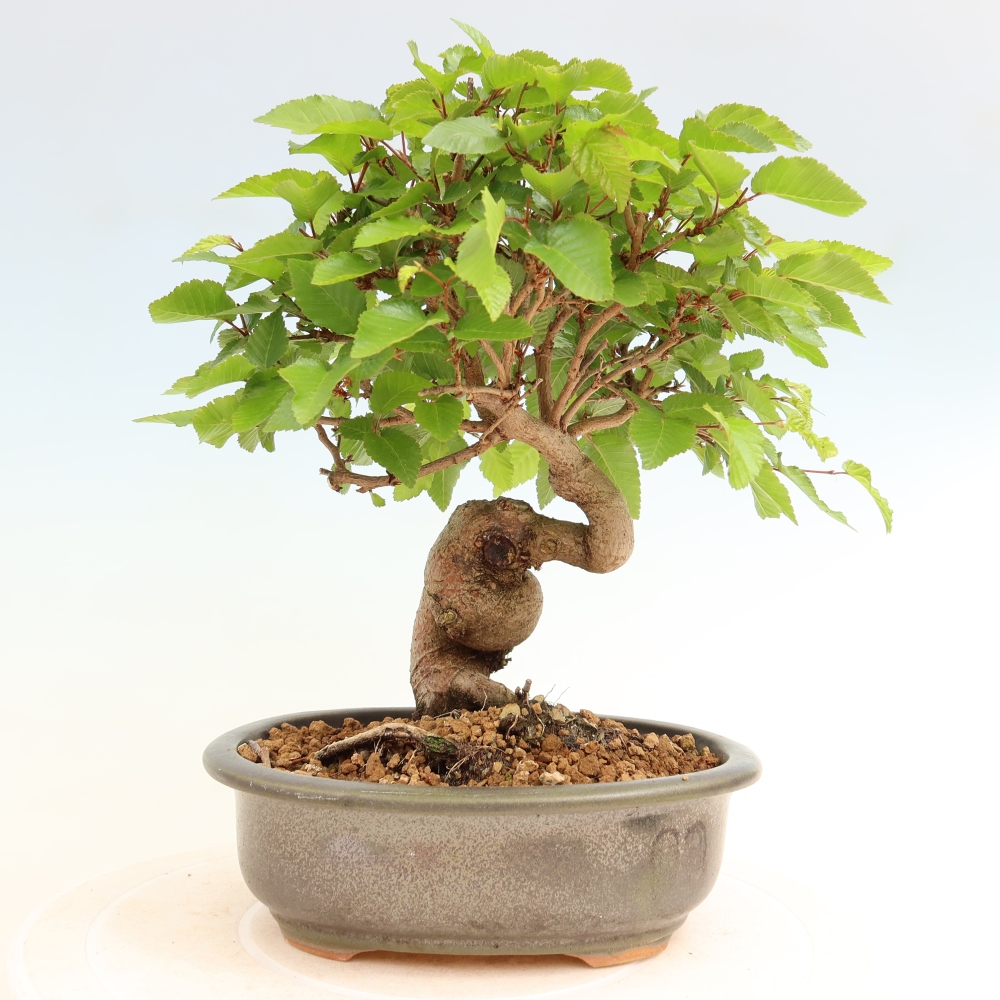 Bonsaï d'extérieur -Carpinus Coreana - Charme de Corée