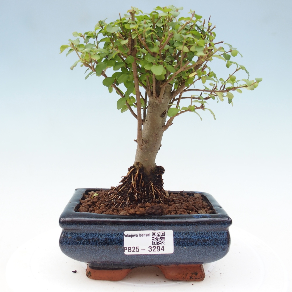 Bonsaï de chambre -Ligustrum chinensis - Bec d'oiseau