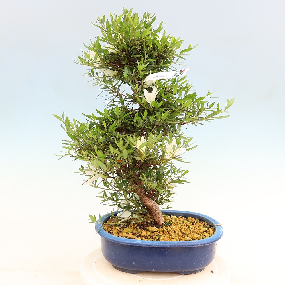 Bonsaï d'extérieur - Azalée japonaise - Azalea Hakurin